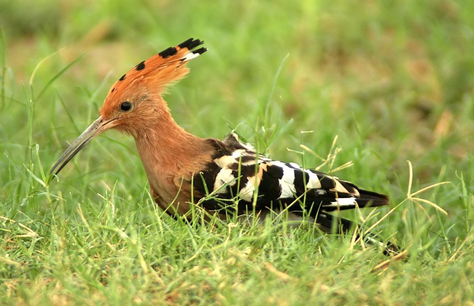 Indian Birds Photography: (delhibirdpix) Brahminy Starling and Common
