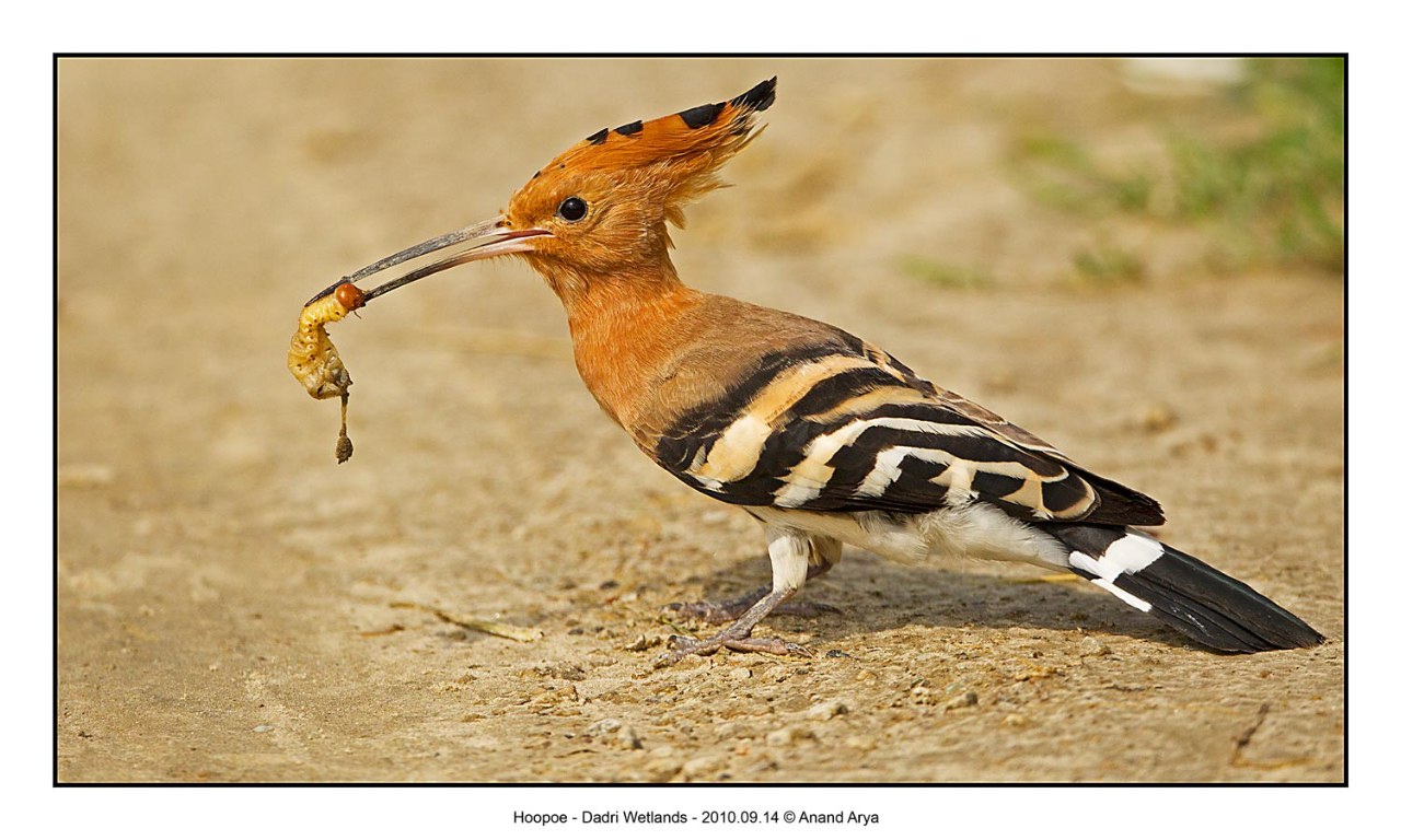 Indian Birds Photography (delhibirdpix) The Commoners 135 Common