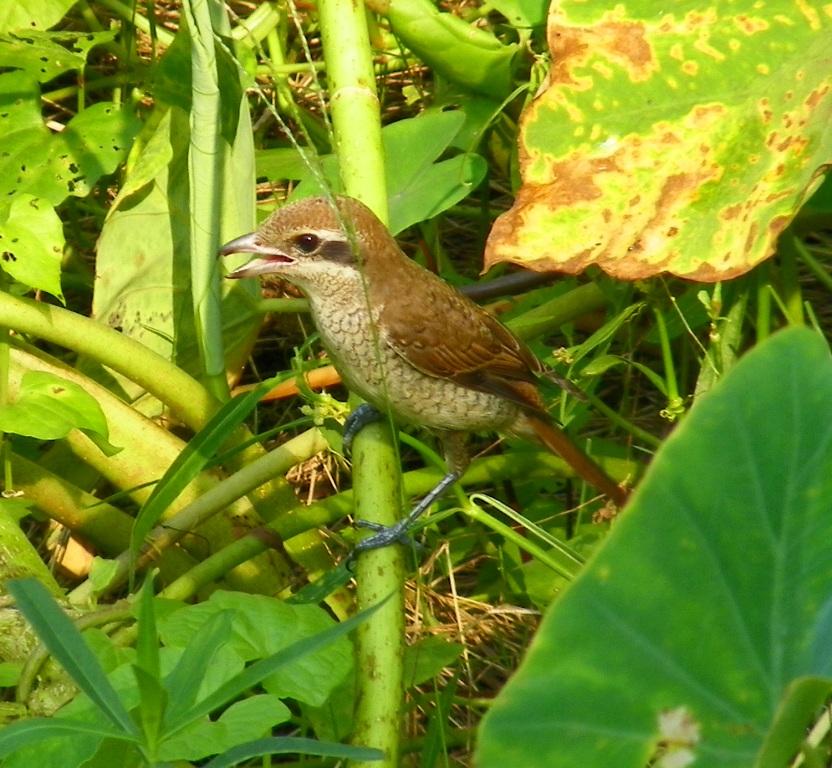 Indian Birds Photography: [BirdPhotoIndia] Noisy guest- pix taken today