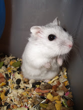 breeder hamster cheshire pearl