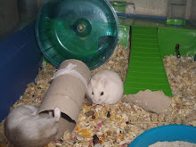 Loo roll middle demolition by Scorpio ans Li