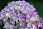 'Pia' Dwarf Hydrangea in Full Bloom in June