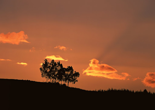 The trees into two categories