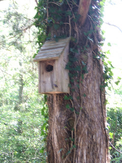 bird house on tree