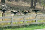 North Thompson Turkey Vultures