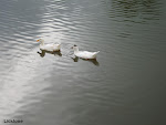 Ducks in a Talapia Fish Pond