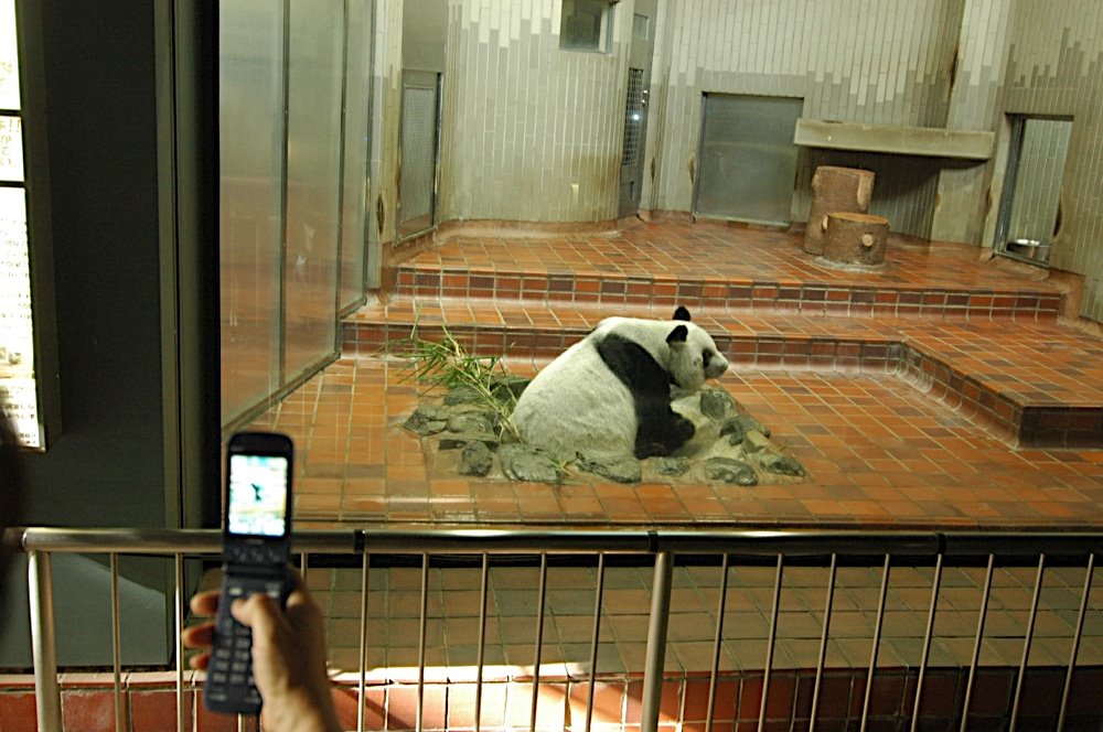 [panda01.jpg]