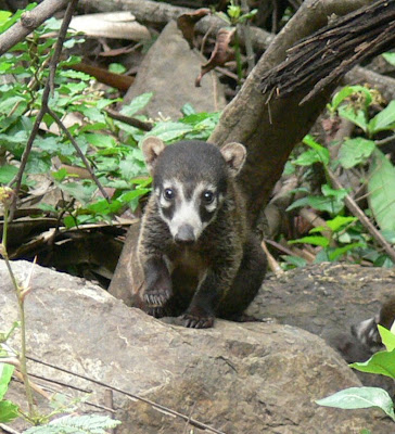 Tamarindo, Costa Rica Daily Photo: Baby white nosed coati