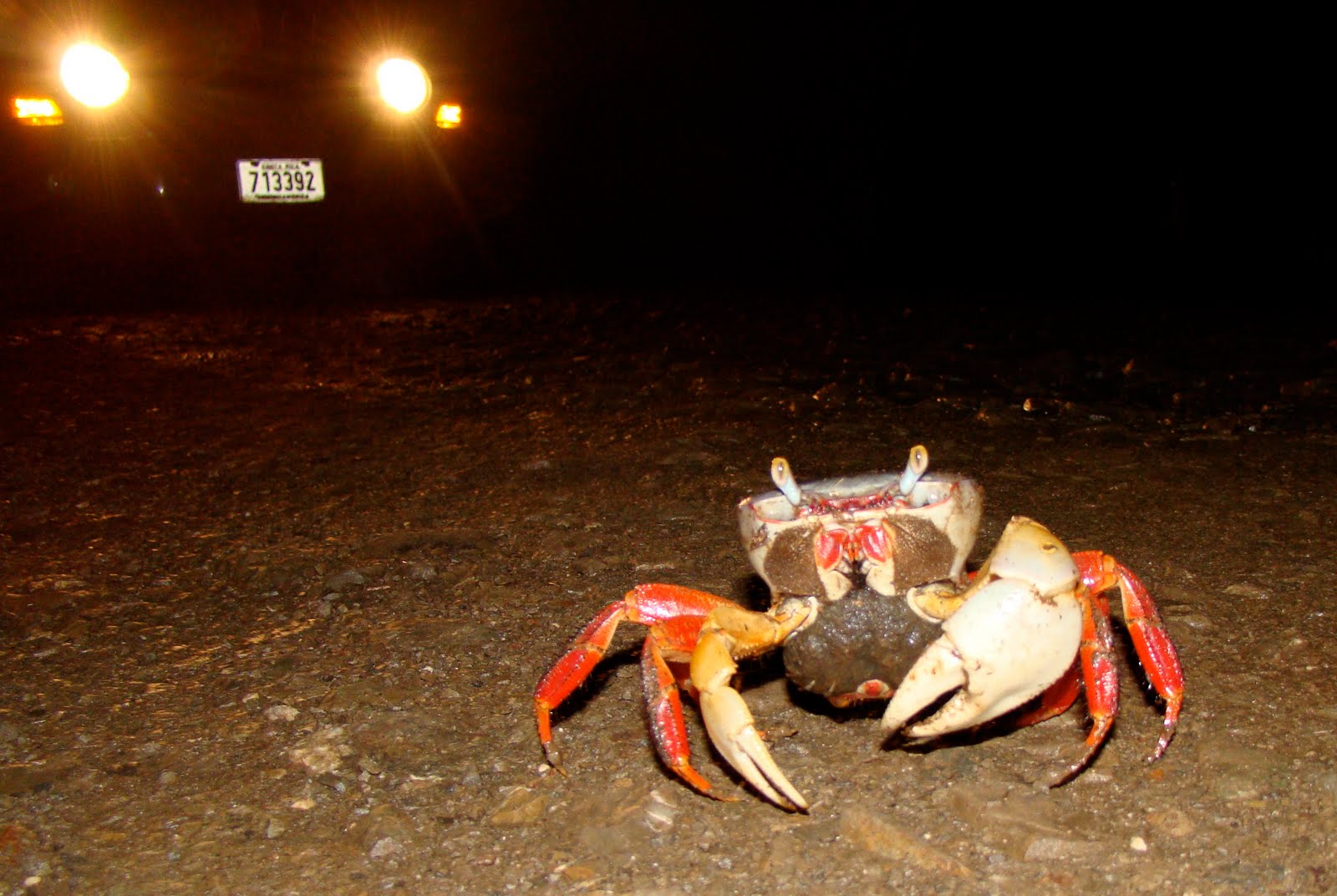 Tamarindo, Costa Rica Daily Photo Why did the crab cross the road?