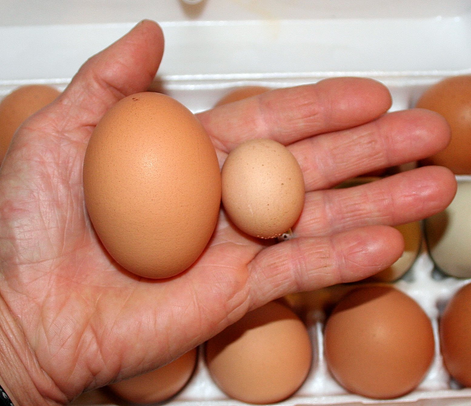 К чему снятся яйца куриные в гнезде. Приснились куриные яйца. Много куриных яиц. Собери яйцо. Видеть во сне яйца.