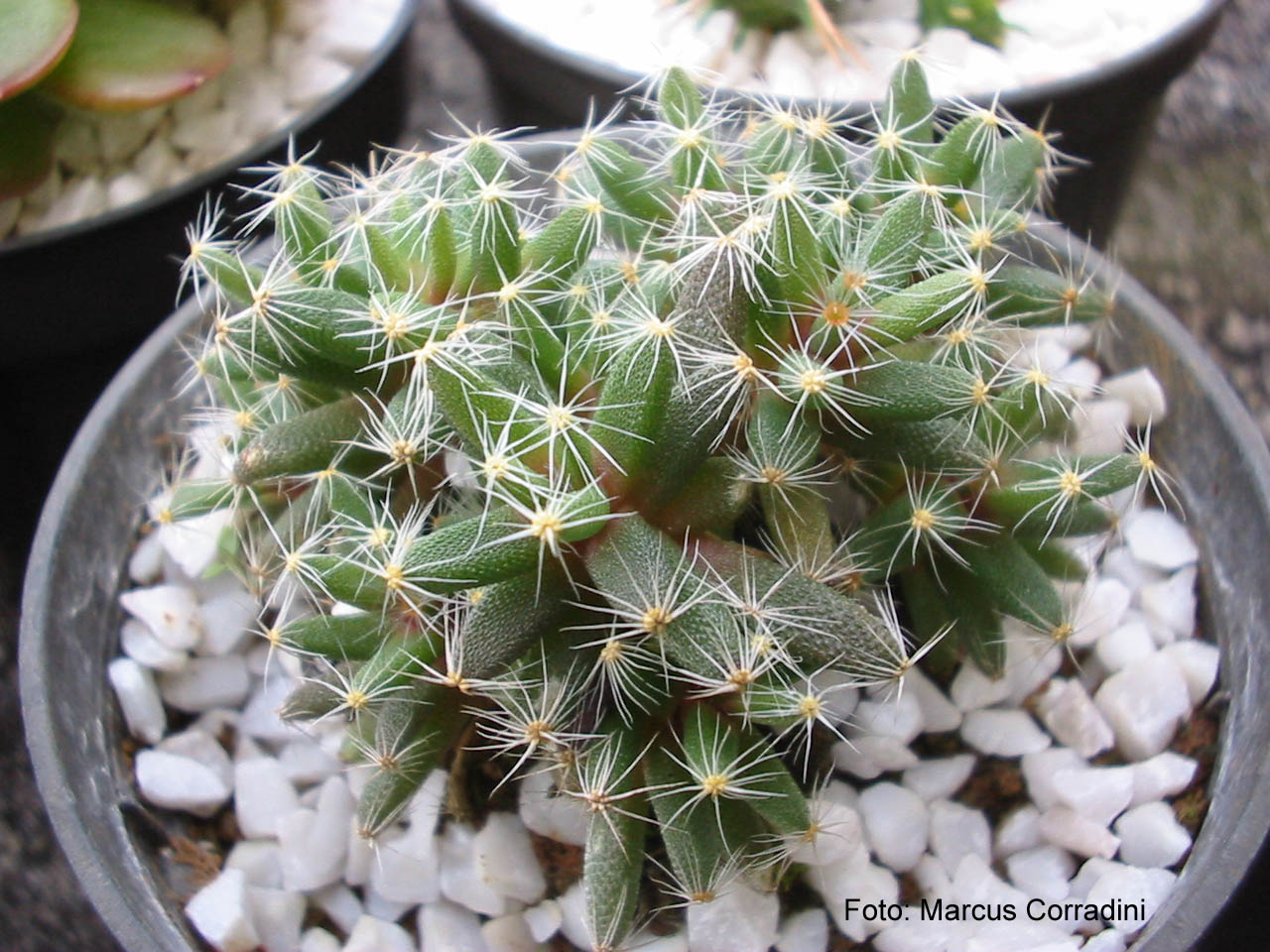 [Trichodiadema_densum_1.jpg]