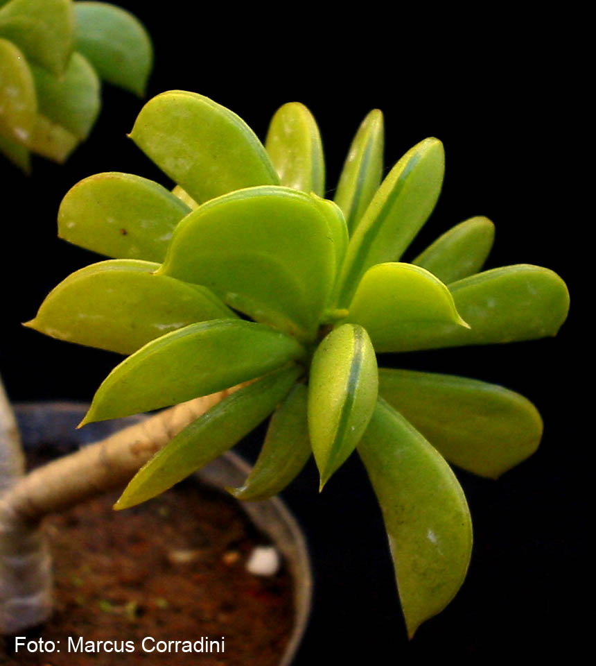 [peperomia_dolabriformis_2.jpg]