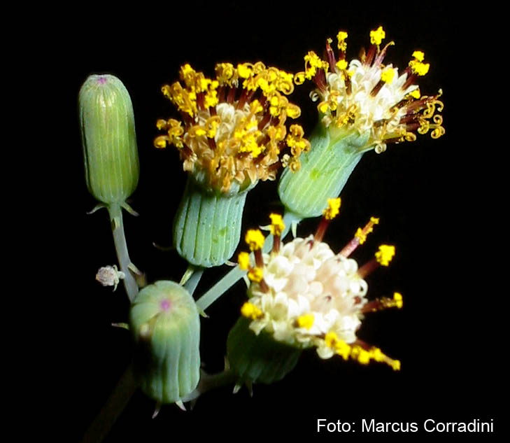 [senecio_articulatus_012.jpg]