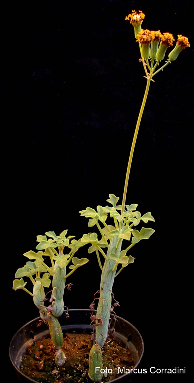 [senecio_articulatus_005.jpg]