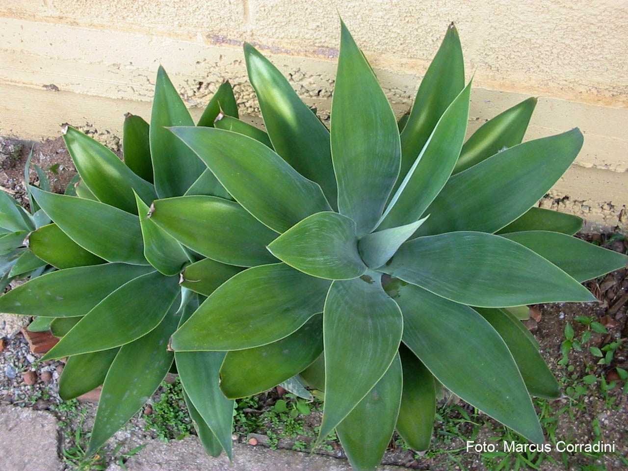 [Agave_attenuata.jpg]