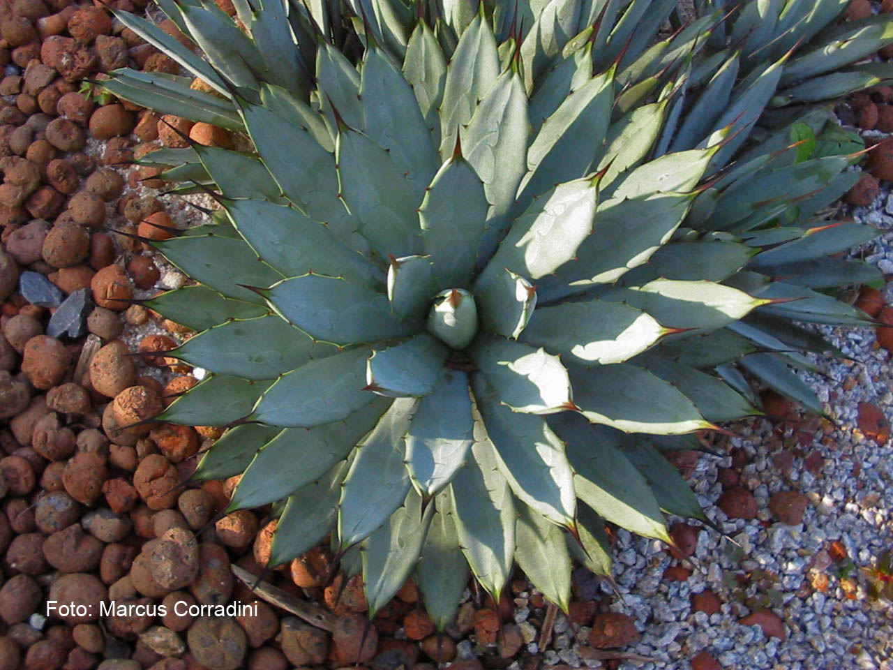 [Agave_macroacantha.jpg]