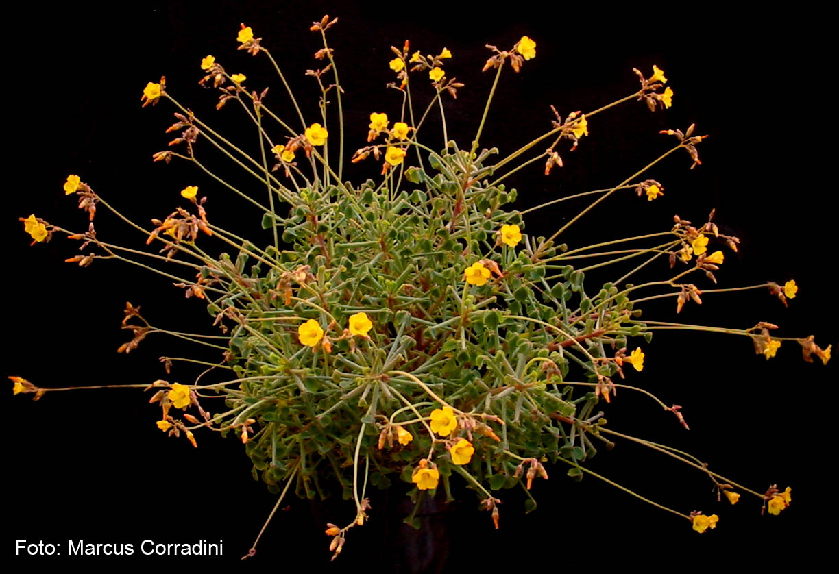 [oxalis_succulenta_021.jpg]