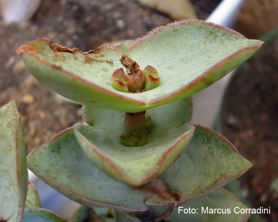 [Crassula_conjuncta_02.jpg]