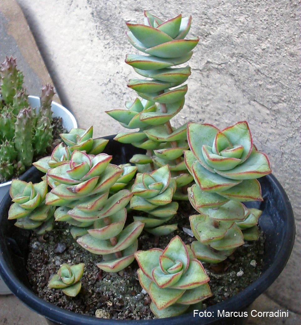 [Crassula_conjuncta_06.jpg]