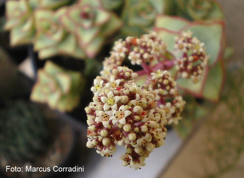 [Crassula_conjuncta_flor_1.jpg]