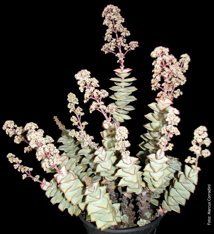 [Crassula_conjuncta_08.jpg]