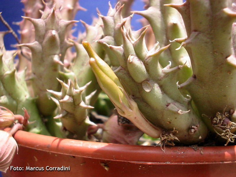 [Huernia+keniensis2.jpg]
