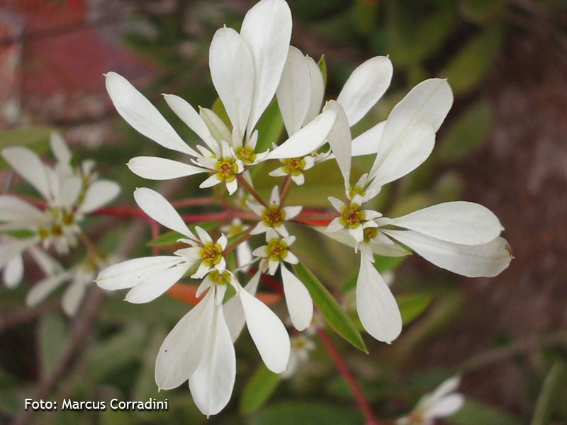 [Euphorbia_leucocephala_014.jpg]