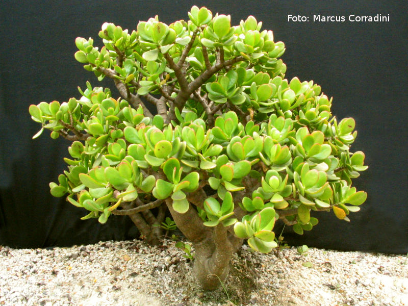 [Crassula_ovata_10.JPG]