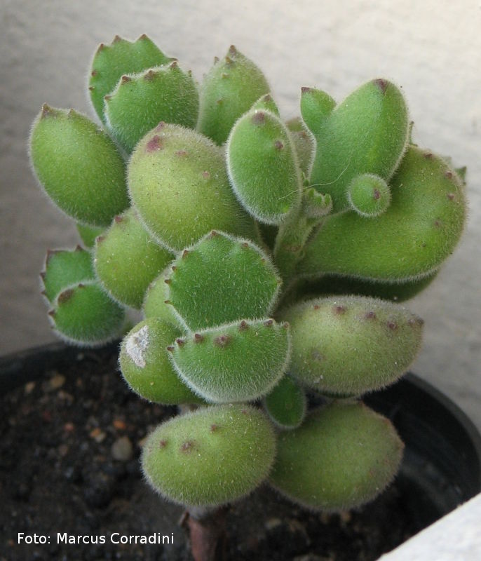 [Cotyledon+tomentosa+8.jpg]