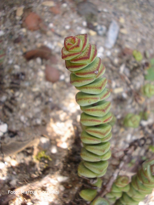 [Crassula+marnieriana+02.jpg]