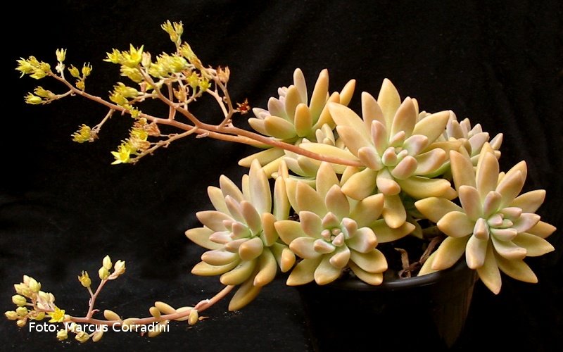 [graptosedum_vera_higgins_022.jpg]