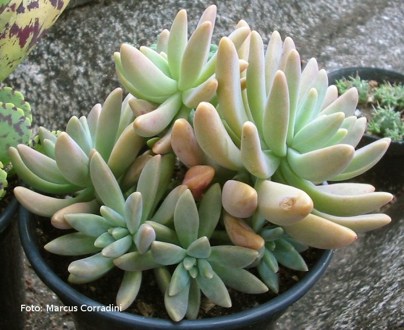 [Graptosedum_vera_higgins_2.jpg]