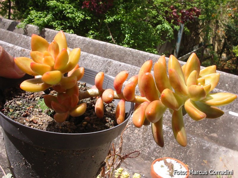[Sedum+nussbaumeranum.jpg]