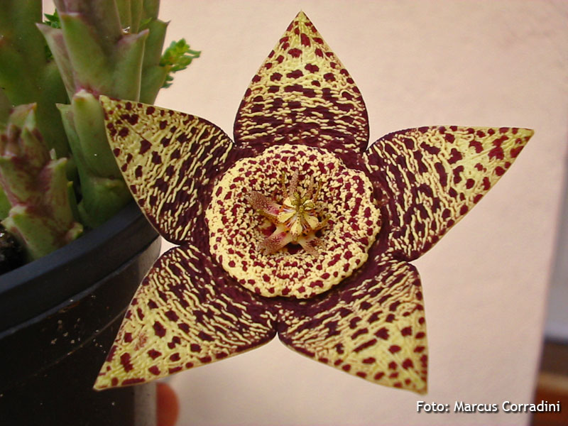 [Orbea_variegata+(11).jpg]
