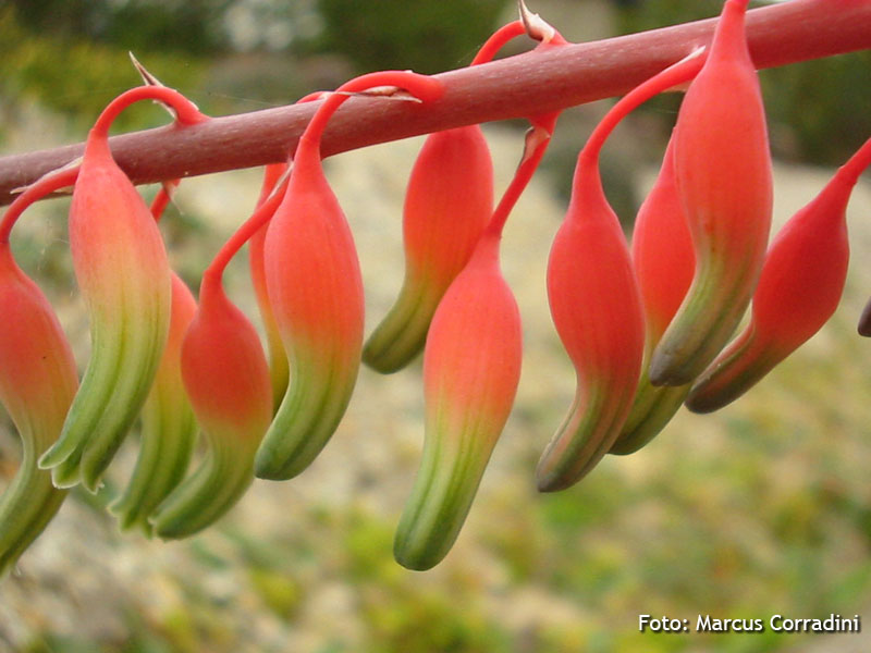 [Gasteria+carinata+var.+verrucosa+(5).JPG]