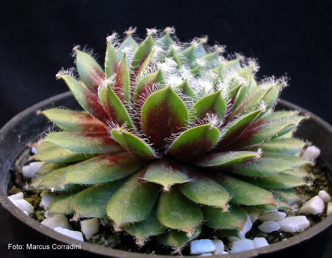 [Sempervivum_sp_03.jpg]