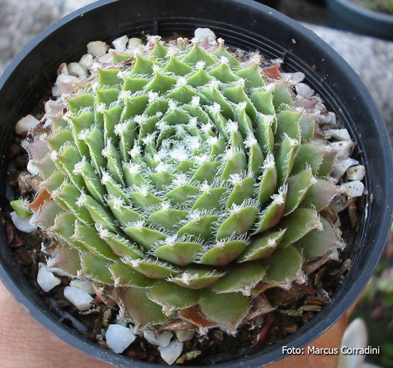 [Sempervivum_sp.jpg]