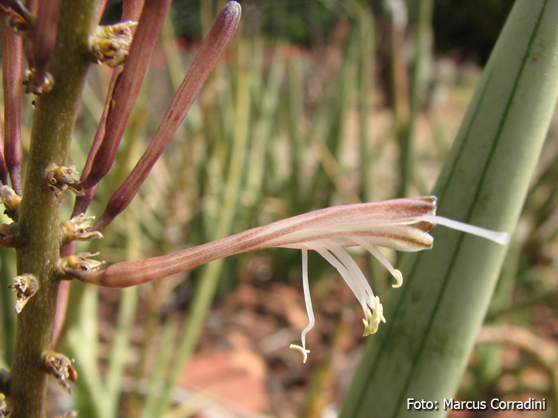 [Sansevieria-cylindrica-.jpg]