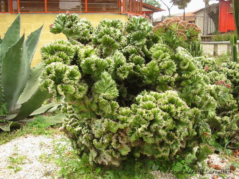 [Euphorbia_lactea_cristata_06.JPG]