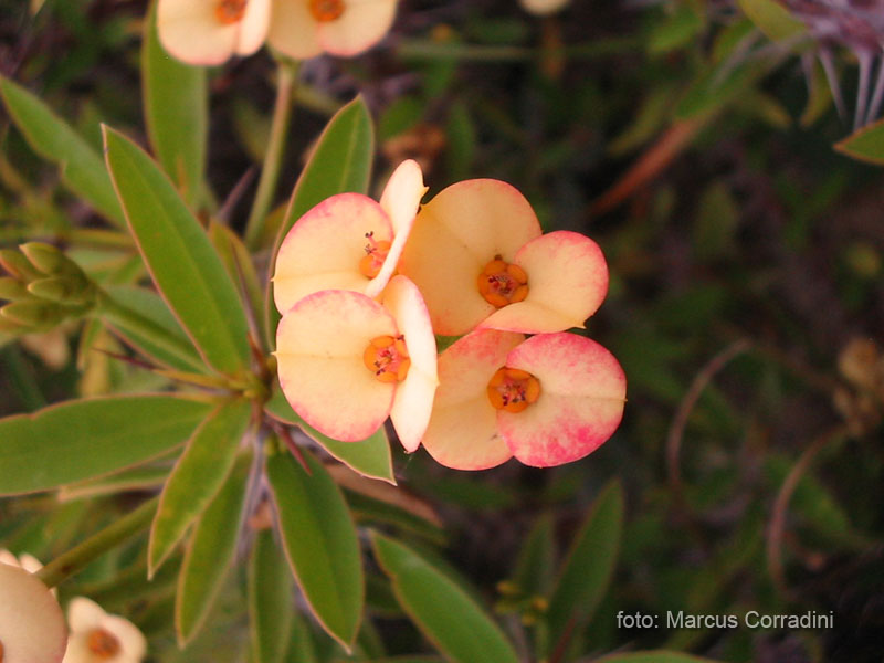 [Euphorbia+milli+(21).JPG]