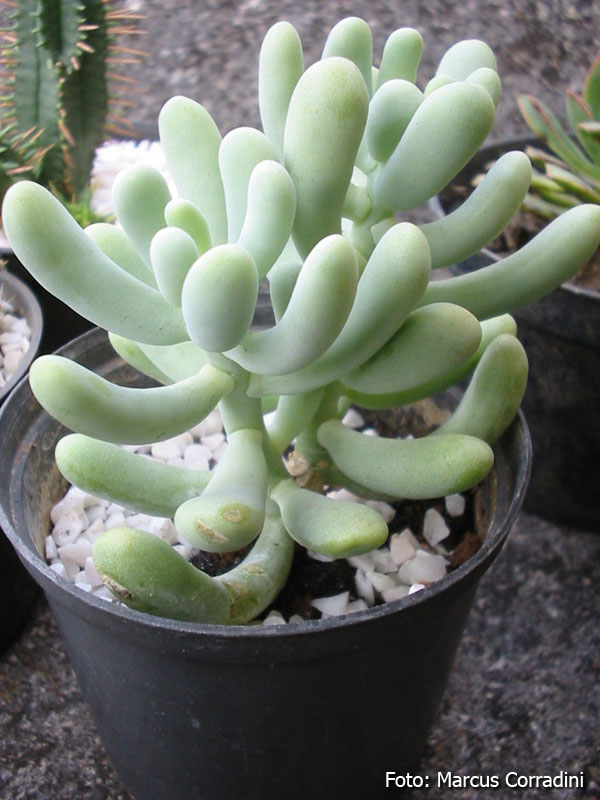 [Sedum+allantoides+2.jpg]