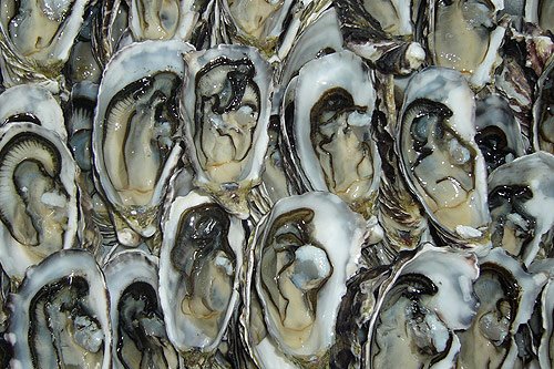 [Coffin-Bay-Oysters.jpg]