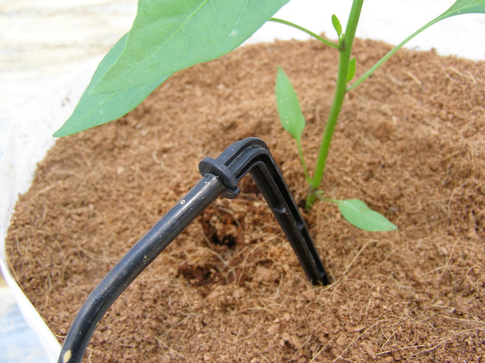 Modern Farming: Sistem Fertigasi Cili, Rock Melon dan Timun ...