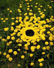 Andy Goldsworthy’s "Dandelions and Hole"