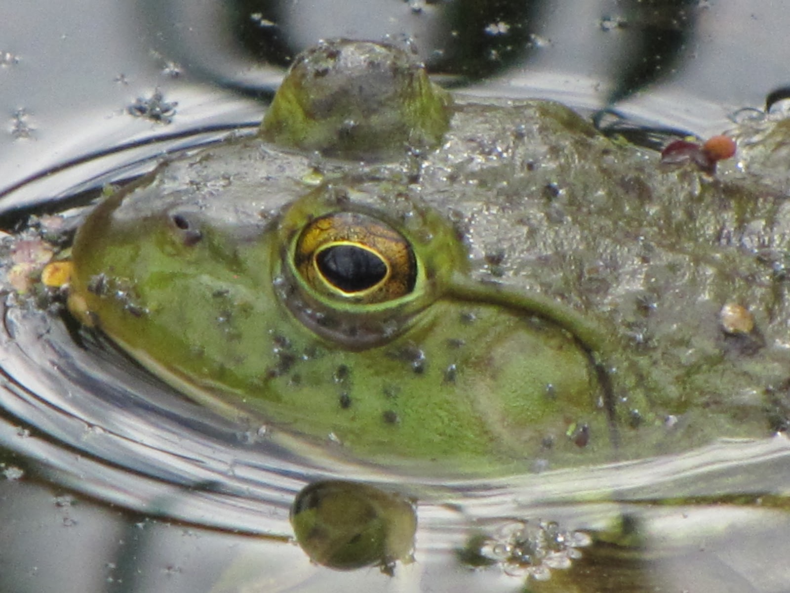 The Oakland Press Blogs Earth's Almanac BULLFROGS! A Tale of Two Pads