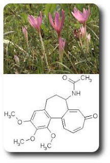 Image result for κολÏικινη