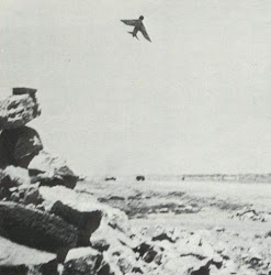 طائرات انجليزية في وضع قتالي مع ثوار الجبهة القومية