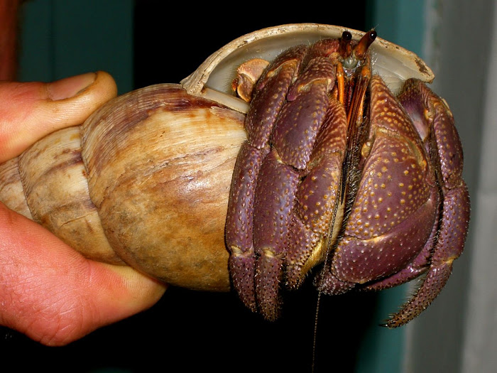 Animals on the Road: Huge Hermit Crab