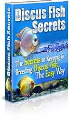 discus fish secrets