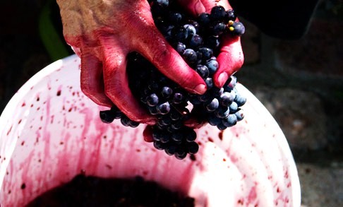 the Harvest: juicy Stories from a wine intern